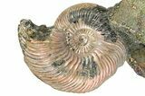 Iridescent Pyritized Ammonite (Quenstedticeras) Fossil Display #368849-1